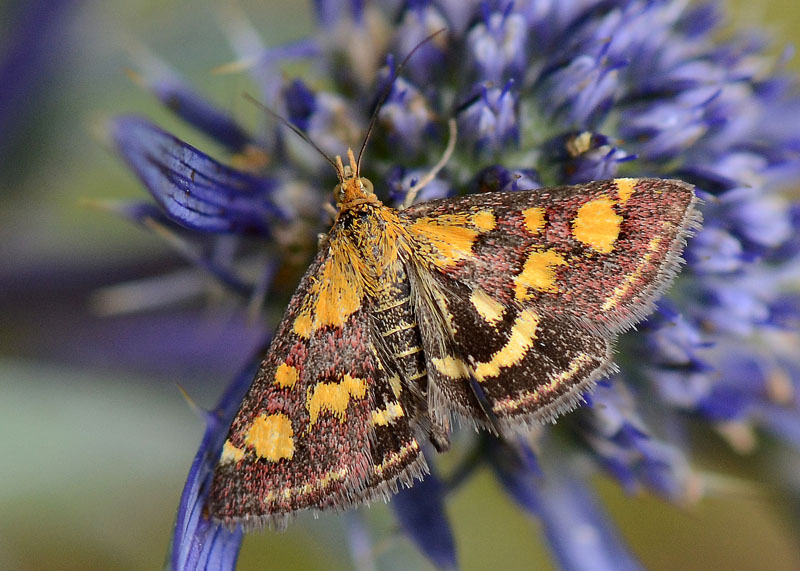Crambidae Pyrausta purpuralis
